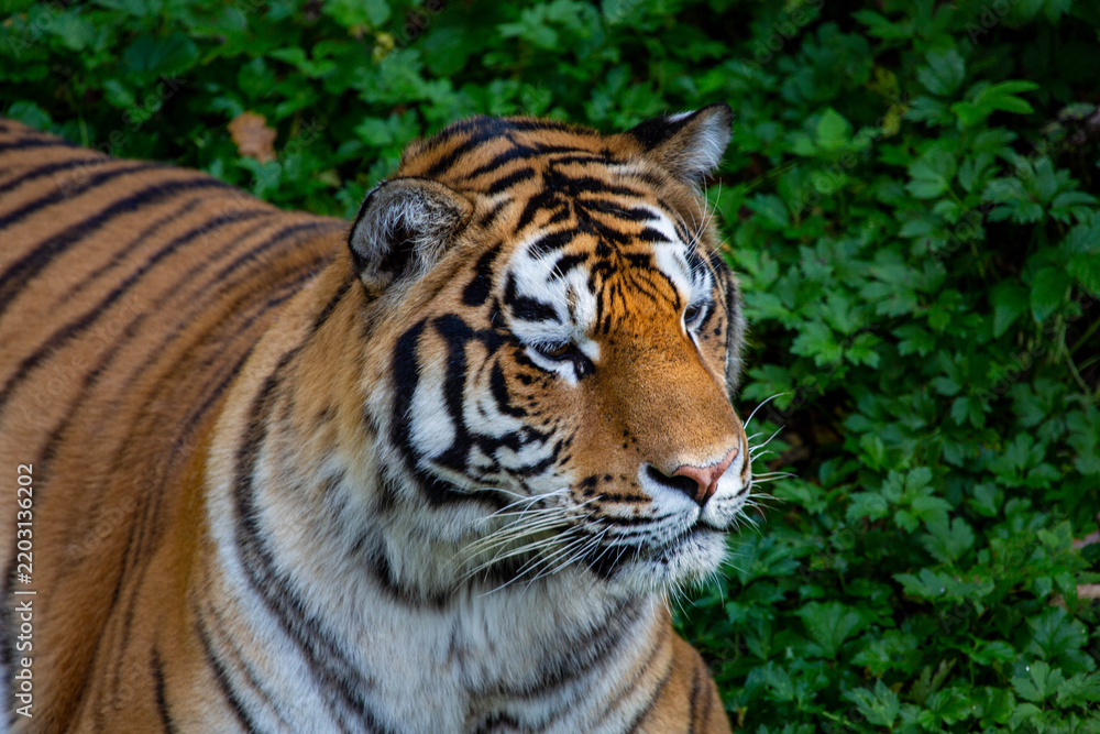 Fototapeta premium Amur tiger on a background of green trees on a bright sunny day. Wildlife, mammals, preda-tors.