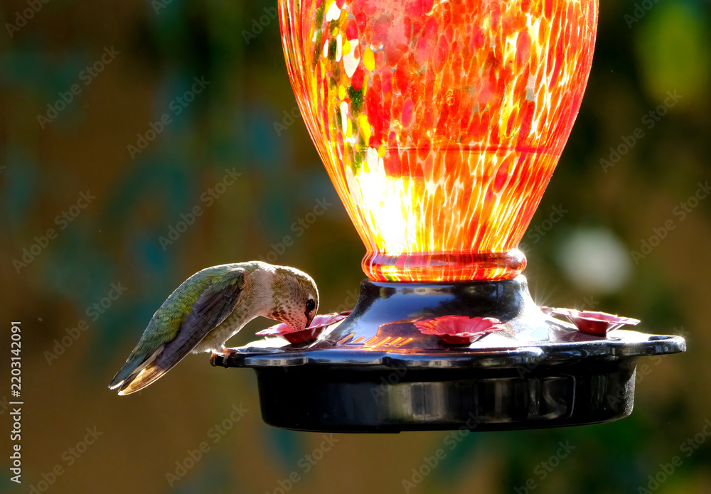 Fototapeta premium Hummingbird filling up at a feeder