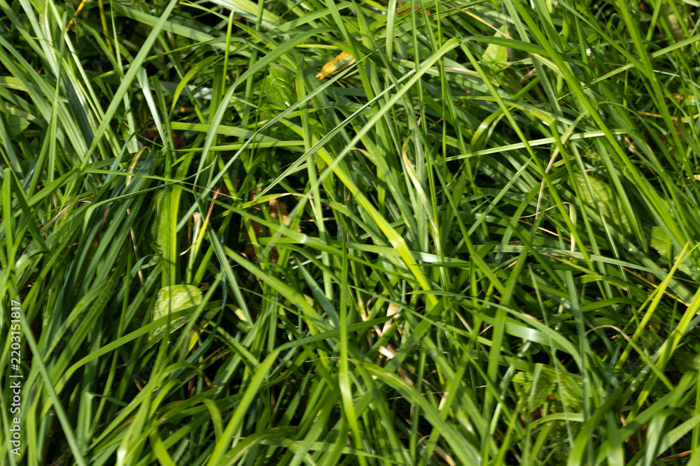 Fototapeta premium Dense green grass blades form layered textured ground cover in bright sunlight, showing fresh vibrant natural foliage detail for garden lawns, meadows, fields, yards, outdoor closeups, and backgrounds