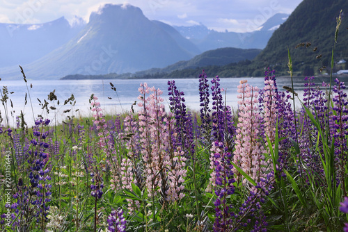 Flowers Lupines in Hareid island, Norway. Wild lupines field in full bloom along the coast of a Norwegian fjord during summertime.