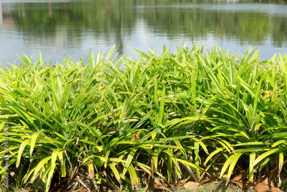 Fototapeta premium Pandan leaves trees and branch green leaves on natural background.
