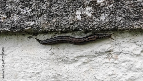 Fotografie Large Leopard Slug Limax Maximus Crawling on Wall