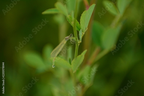 Dragonfly