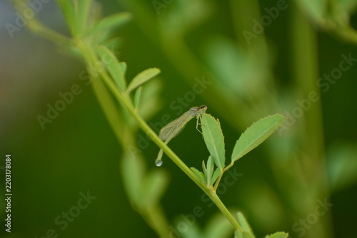 Dragonfly