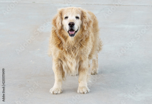 Golden Retriever