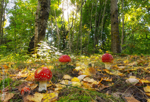 A group of red Amanita muscaria mushrooms among fallen autumn leaves in a deciduous forest