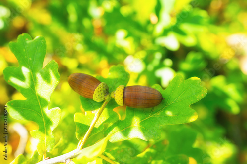 Close-up of mature oak acorns resting on a leafy branch in a forest