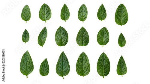 Isolated vibrant green mint leaves arranged in rows, displaying natural texture and fresh healthy color.