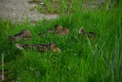 wild ducks