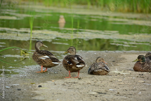 wild ducks