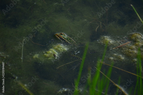 Frog
