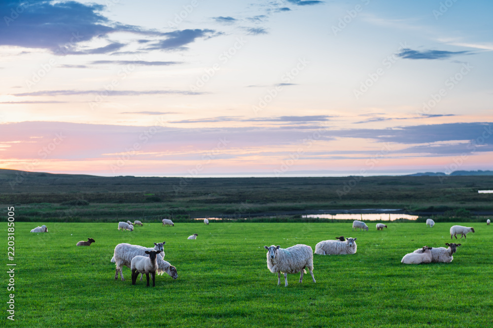 Fototapeta premium Moutons broutant tranquillement au coucher de soleil dans un pré près de Machir Bay, île d'Islay, Ecosse