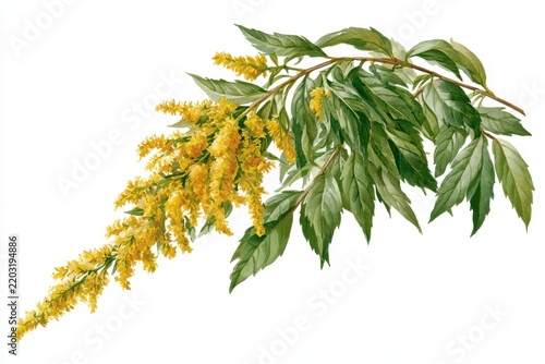 Botanical illustration of a goldenrod plant branch with yellow flowers and green leaves isolated on white background