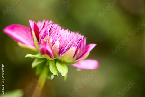 Side view of a fresh pink dahlia blossom mid-bloom growing in a bright summer garden