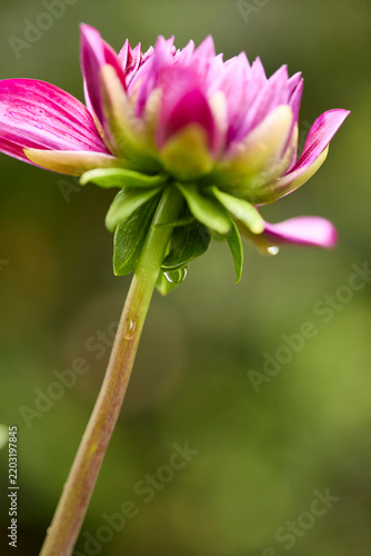 Macro shot of a partially bloomed pink dahlia flower head against a soft blurred background