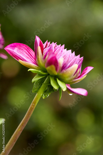Vertical profile shot of a vibrant pink and white dahlia flower on a long green stem