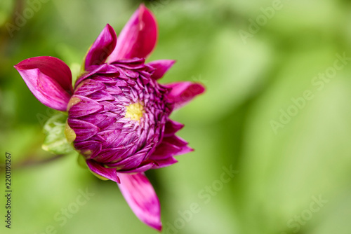 Vibrant dahlia flower pre bloom with soft bokeh background