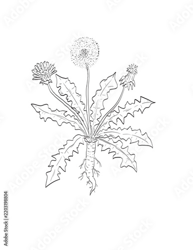 Drawing sketch style illustration of common dandelion Taraxacum officinale in the daisy family Asteraceae and wild edible plant on isolated background done in black and white line art.