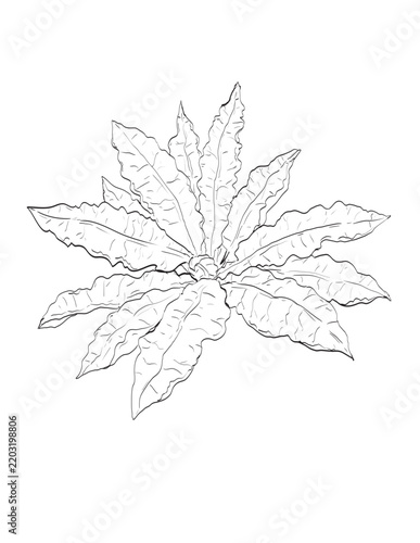 Drawing sketch style illustration of Rumex crispus, curly dock, curled dock or yellow dock in the family Polygonaceae and wild edible plant on isolated background done in black and white line art.