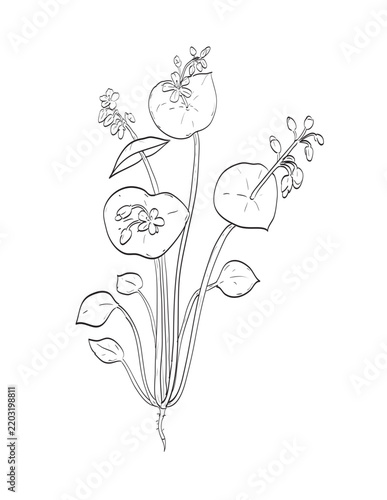 Drawing sketch style illustration of Claytonia perfoliata or miner's lettuce in the family Montiaceae and wild edible plant used as salad green on isolated background done in black and white line art.