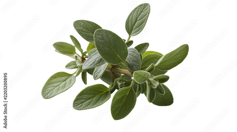 Fototapeta premium Isolated fresh green oregano or marjoram sprig, natural culinary ingredient, healthy.