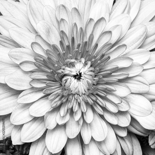 Full frame closeup top view on a  chrysanthemum flower head in black and white on an early fall morning with a square cropping