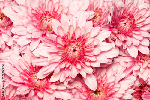 Closeup top view on a pink and white chrysanthemum flower bouquet on an early fall morning