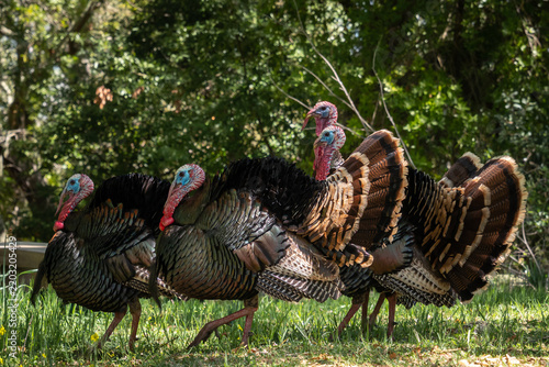 Wild Turkeys