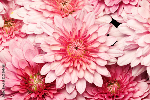 Closeup top view on a pink and white chrysanthemum flower bouquet on an early fall morning