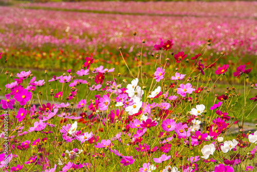 Vibrant cosmos flower field in full bloom at a park in Engaru, Hokkaido, displaying colorful pink and white blossoms
