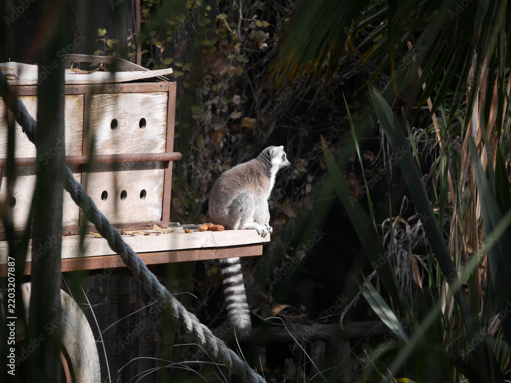 Fototapeta premium lemur sitting on a tree
