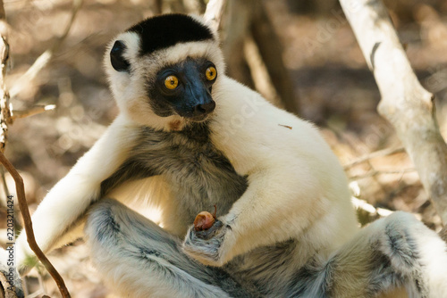 Wild Lemur in Kirindy Mitea National Park Madagascar 