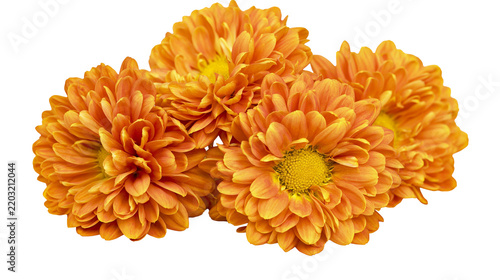Obraz na plátně Isolated vibrant orange chrysanthemum flowers showcasing beautiful petals and ye