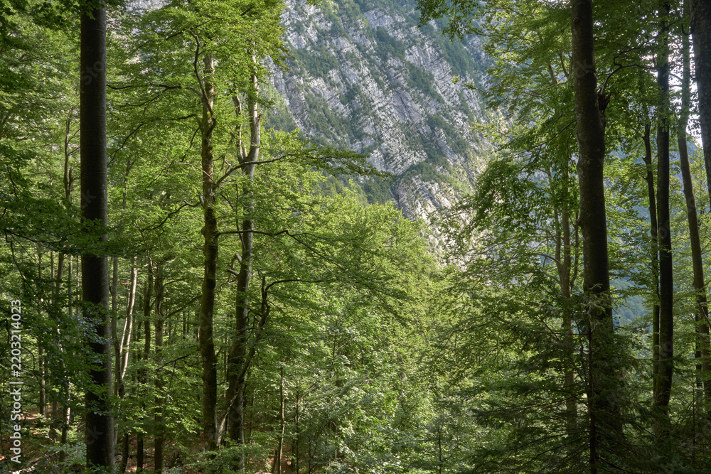 Obraz premium Forest View to Limestone Cliff in Triglav National Park