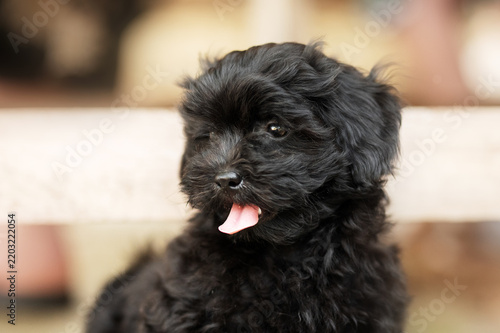 Beautiful soft portrait of a black charcoal Shih Tzu mix puppy