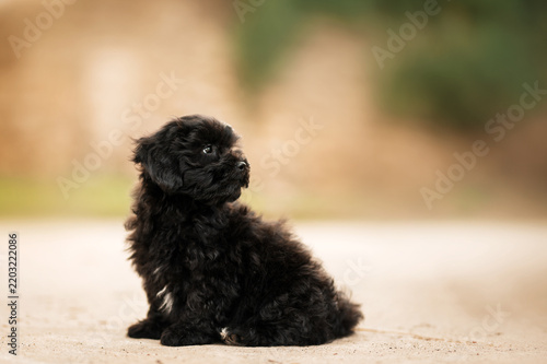 Beautiful soft portrait of a black charcoal Shih Tzu mix puppy
