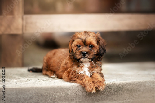 Ginger Shih Tzu mix puppy's first walk in the farmyard,  a beautiful, warm portrait of the pet
