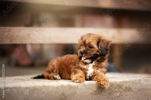 Cute ginger Shih Tzu mix puppy, a lovely, heartwarming, and funny pet portrait