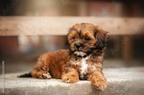 Ginger Shih Tzu mix puppy's first walk in the farmyard,  a beautiful, warm portrait of the pet