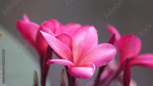 beautiful pink frangipani flower in the garden