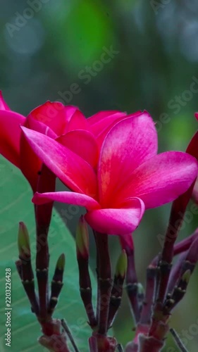beautiful pink frangipani flower in the garden