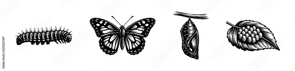 Obraz premium Butterfly Life Cycle Engraving Set
