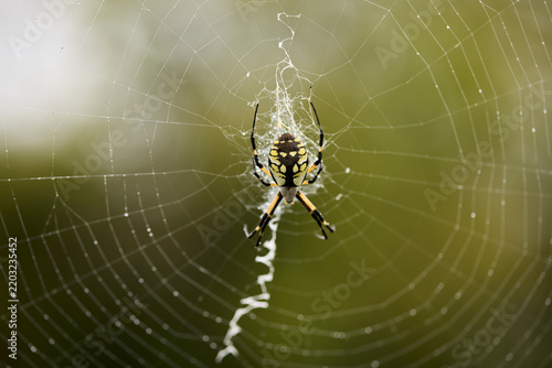 Vertical profile close-up of a writing spider or yellow garden orb weaver hanging upside down on an intricate silk spider web against a soft green out of focus background