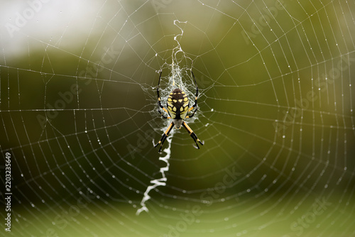 Macro photography of a black and yellow garden spider, Argiope aurantia, resting on its detailed orb web with a distinct white zigzag stabilimentum 2