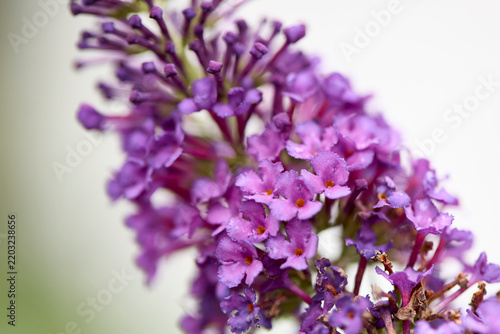 Vertical close up profile of a purple summer lilac or Buddleja davidii blossom showing detailed individual florets with tiny orange eyes