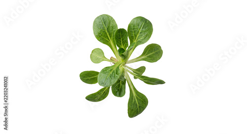 Fresh green lamb's lettuce leaves isolated on a clean white background for culinary projects