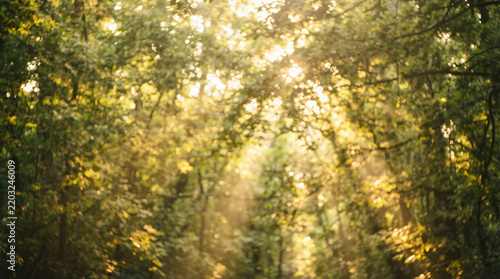 Dreamy sunlit forest canopy backdrop dense blurry green foliage filtering bright golden morning sunlight beams beautiful abstract summer nature bokeh texture layout scene