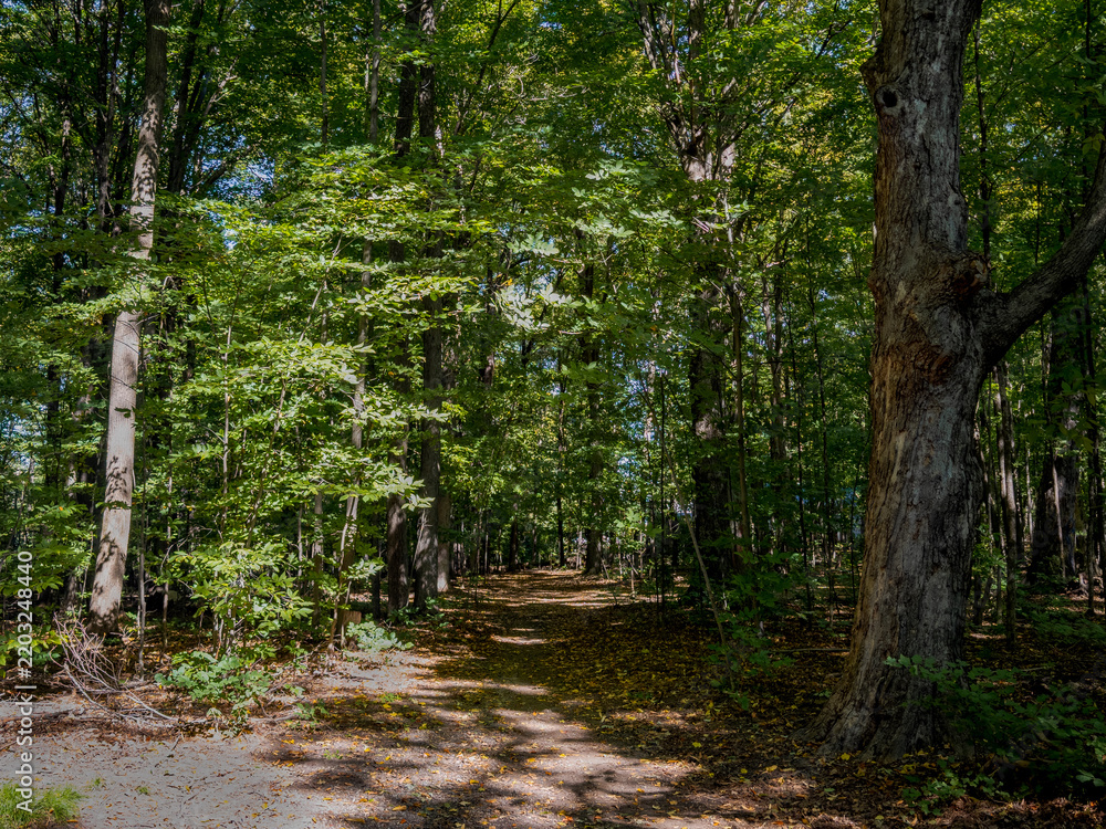 Fototapeta premium Natural walking path through a mature deciduous forest with large trees and patches of sunlight and shade
