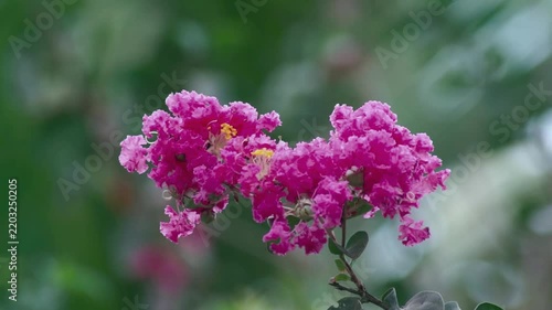 Lagerstroemia indica crape myrtle flowers