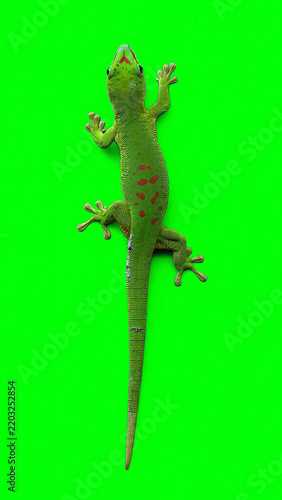 Green day gecko lizard crawling slowly across a solid bright green screen background for compositing